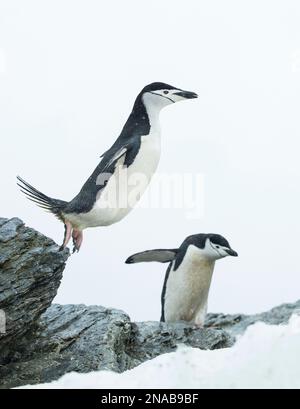 Il pinguino Chinstrap (Pygoscelis antarcticus) salta dalla cima di una roccia mentre un altro pinguino guarda in basso; Isole Orcadi meridionali, Antartide Foto Stock