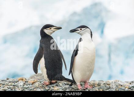 Due pinguini Chinstrap (Pygoscelis antarcticus) si trovano uno accanto all'altro su una spiaggia rocciosa che si guardano l'un l'altro; Isole Orcadi meridionali, Antartide Foto Stock