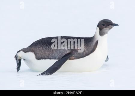 Il pinguino Imperatore (Aptenodytes forsteri) scivola attraverso il ghiaccio sulla sua pancia; l'Antartide Foto Stock