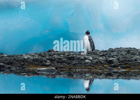 Il pinguino Gentoo (Pygoscelis papua) sorge sulla costa rocciosa tra grandi blocchi di ghiaccio blu; Antartide Foto Stock