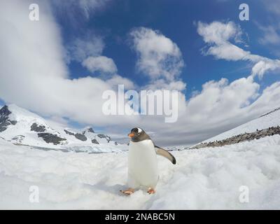 Pinguini di Gentoo (Pygoscelis papua) che camminano attraverso la neve in Antartide; l'isola di Cuverville, Antartide Foto Stock