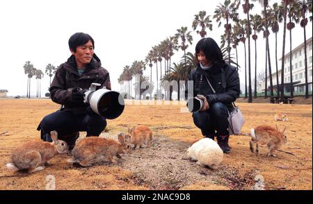 People enjoy with rabbits at Okunoshima (Usagi Shima / Rabbit Island ...