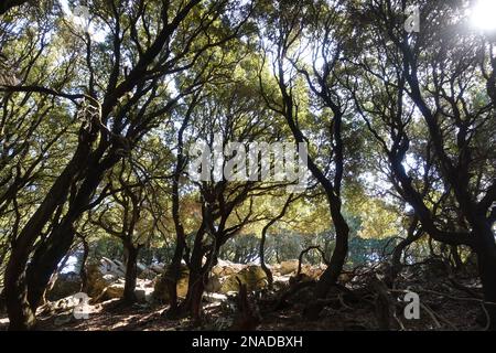 Sole splendente tra gli alberi della foresta di Randi a Ikaria, una delle più antiche foreste di quercia di Holm rimaste nel Mediterraneo. Foto Stock