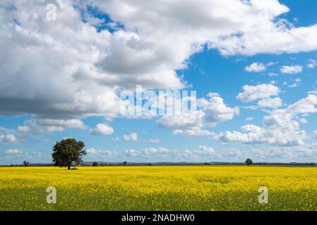 Un grande campo di Canola gialla vicino a Parkes nel nuovo Galles del Sud, Australia, una pianta di Brassica derivata dall'antica pianta di colza Foto Stock