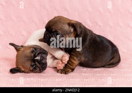 Primo piano ritratto di due cuccioli di bulldog francese che palpano insieme a casa Foto Stock