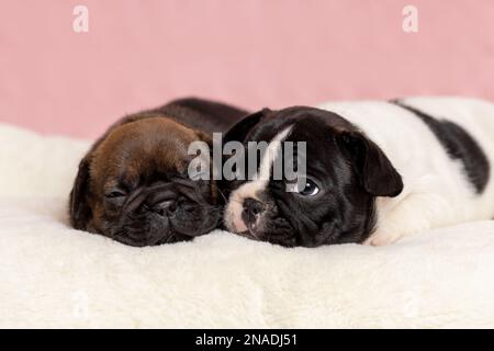 Due graziosi cuccioli di bulldog francese sdraiati insieme su una coperta di pelliccia. PET verticale Foto Stock