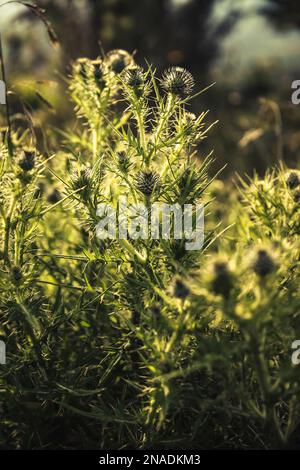 Una vista dei cardi verdi selvaggi di Sage in un parco Foto Stock