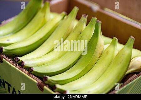 Berlino, Germania. 08th Feb, 2023. Le plantane sono esposte alla Fruit Logistica. Fruit Logistica è una fiera internazionale per il marketing di frutta e verdura. Credit: Fabian Sommer/dpa/Alamy Live News Foto Stock