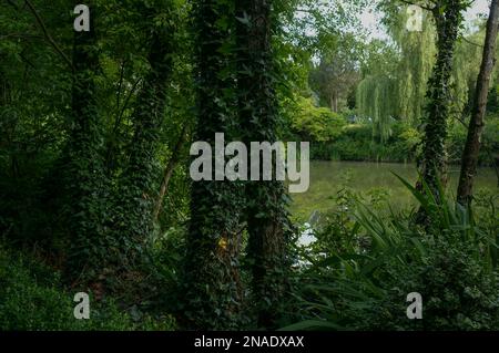 Ombreggiata angolo giardino segreto con edera arrampicata a Jardin d'Elle Foto Stock