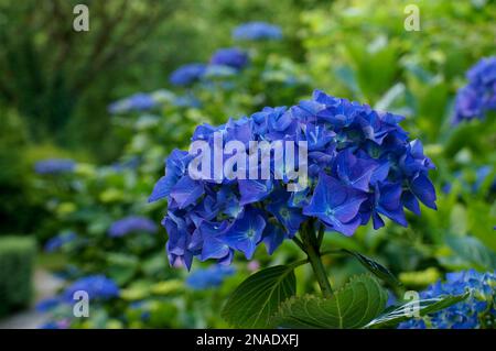 Idrangea blu scuro al Jardin d'Elle Foto Stock