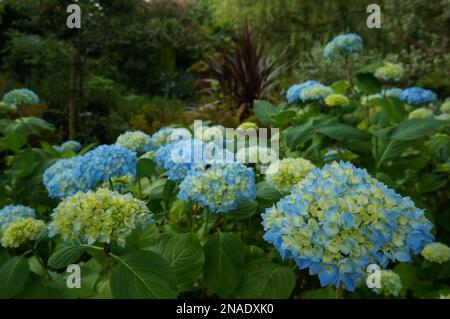 Idrangea azzurro al Jardin d'Elle Foto Stock