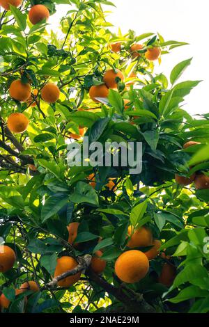 Arancio con frutti maturi sui rami Foto Stock