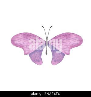 Farfalla viola con ali dettagliate isolate su sfondo bianco. Acquerello disegnato a mano un'illusione realistica di insetti per banner di design, poster. Foto Stock