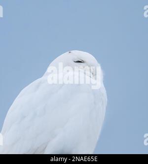 Primo piano di gufo bianco maschio nevoso contro il cielo blu in Canada. Foto Stock