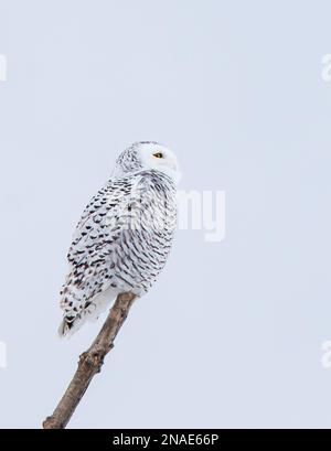 Gufo innevato femmina arroccato sul ramo nella nuvolosa giornata invernale in Canada. Foto Stock
