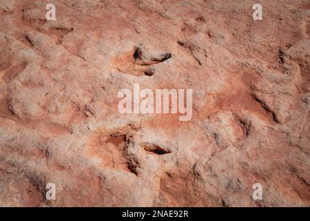 Tracce di dinosauro Moenkopi su Navajo Nation Lands Foto Stock
