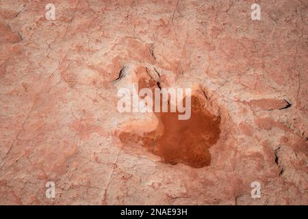 Tracce di dinosauri sulle Navajo Nation Lands a Moenkopi, Arizona Foto Stock