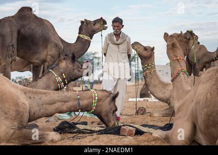 Pushkar Camel Fair; Pushkar, Rajasthan, India Foto Stock
