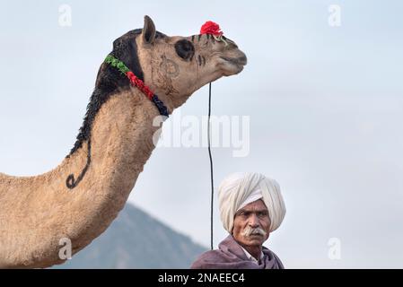 Il commerciante di cammelli si erge con il suo cammello decorato per la Pushkar Camel Fair; Pushkar, Rajasthan, India Foto Stock