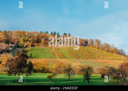 Faggio giallo su un pendio collinare con travi a vista a valle. Luogo Germania, Europa. Colori vivaci e freschi. Fotografia di paesaggi Foto Stock