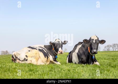 2 mucche cozy insieme pigro sdraiato in erba rilassato l'uno accanto all'altro, bianco e nero e spazio copia Foto Stock