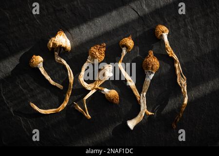 Funghi magici allucinogeni secchi su fondo nero. Funghi psicolocibinici psicoattivi. Stalle essiccate su piastra di grunge Foto Stock