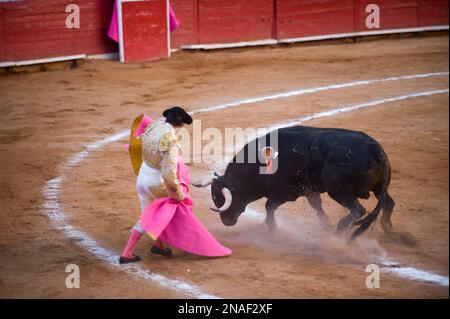 In una corrida a città del Messico, un toro con le cariche di testa abbassate; città del Messico, Messico Foto Stock