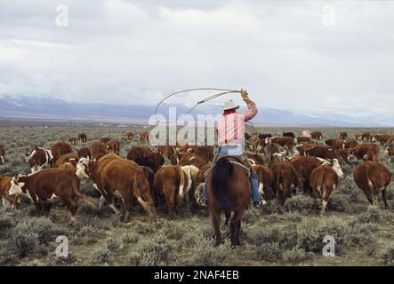 Cowboy mandrie di bestiame in un ranch dell'Idaho; Leadore, Idaho, Stati Uniti d'America Foto Stock