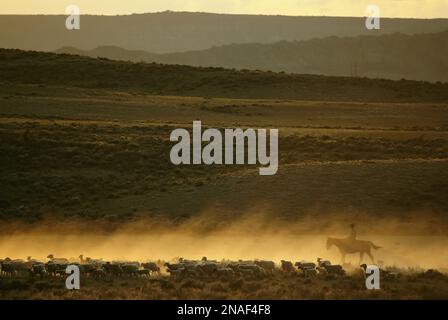 Un gregge di pecore è arrotondato in un ranch del Wyoming; Evanston, Wyoming, Stati Uniti d'America Foto Stock