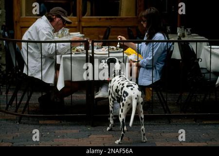 Per quanto carino sia questo cane Dalmation, non sembra che il suo supplico renderà il cibo dei suoi proprietari che cenano in questo marciapiede di Aspen, Colorado ... Foto Stock