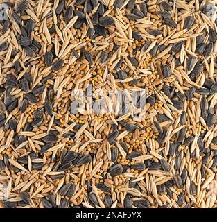 Miscela di cereali per volatili e roditori, fondo tessitura, contiene semi di girasole, miglio, avena e frumento, primo piano Foto Stock