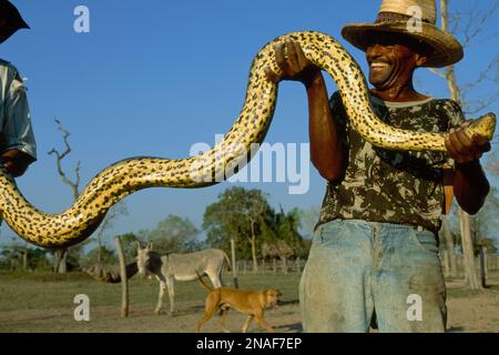 I Cowhands reggono un'anaconda gialla (Eunectes Murinus); Pantanal, Brasile Foto Stock