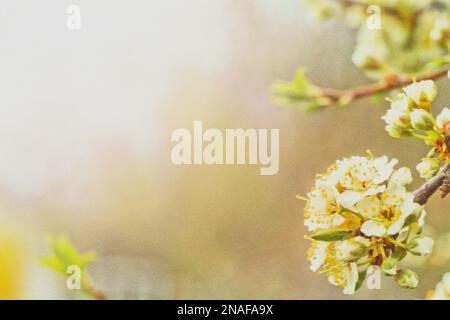 Fiori di susina di ciliegia o Myrobalan Prunus cerasifera fioritura in primavera sui rami. Foto Stock