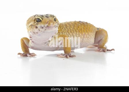 Leopard Gecko (Eublepharis macularius), 2-anno-vecchio maschio Foto Stock