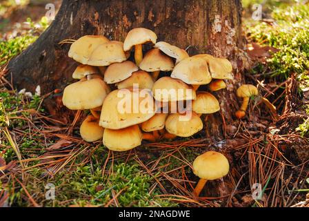 Galerina marginata (campana funeraria, telletto mortale, telletto autunnale, galerina mortale) è un fungo velenoso. Contiene amatossine mortali che probabilmente Foto Stock