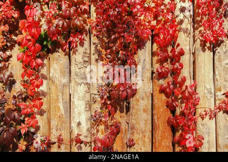 Hedera climbing plant - edera (ivie plurali). Le bacche blu pendono da un arbusto ornamentale su un recinto di legno. Foglie decorative colorate. Coperchio massa pla Foto Stock