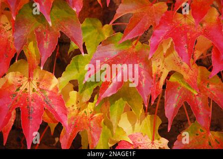 Hedera climbing plant, chiamato edera (ivie plurali). Arbusto ornamentale cresce su un muro di pietra. Foglie decorative colorate. Piante di copertura di terra. Multicolore Foto Stock