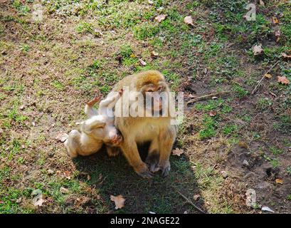 Una femmina adulta di macaco barbaro, Macaca sylvanus, conosciuta come una scimmia barbarica o magot con una scimmia bambino siede sull'erba. Zoo Wrocław, Polonia. Foto Stock