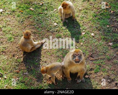 Una femmina adulta di macaco barbaro, Macaca sylvanus, conosciuta come la scimmia barbarica o magot, circondata da scimmie bambino siede sull'erba. Zoo Wrocław, Polonia Foto Stock