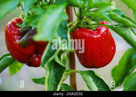 Il peperone rosso dolce cresce su un cespuglio nel giardino. La verdura è bagnata dalla pioggia. Verdure di produzione propria. Foto Stock