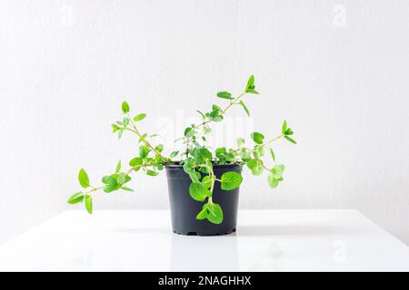 Erba di menta piperita fresca in una pentola. Pianta in vaso Mentha piperita su tavola bianca. Foto Stock