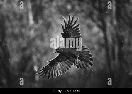 Uccello corvo nero volante (Corvus corax) con ali aperte e pioggia bokeh, fauna selvatica in natura Foto Stock