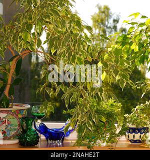 Benjamin ficus grows in a pot. The flower stands on the windowsill. Ficus benjamina. View through the window in the background. Houseplant. Foto Stock