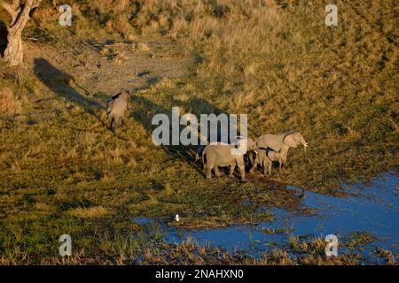 Elefanti africani (Loxodonta africana), vista aerea, pianure di Gomoti, Delta dell'Okavango, Botswana Foto Stock