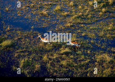 Lechwes (lezione di Kobus), vista aerea, pianure di Gomoti, Delta di Okavango, Botswana Foto Stock