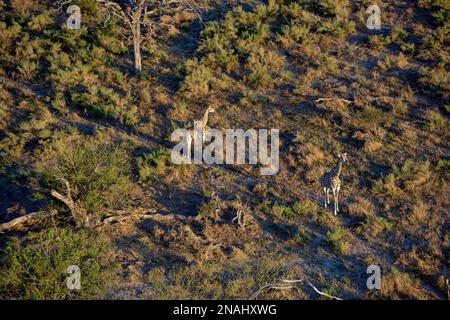 Giraffe meridionali (Giraffa camelopardalis giraffa), vista aerea, pianure di Gomoti, Delta dell'Okavango, Botswana Foto Stock