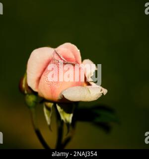 Rosa con goccioline di acqua Foto Stock