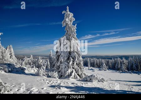 Paesaggio invernale innevato vicino allo Schliffkopf, vicino a Baiersbronn, contea di Freudenstadt, Foresta Nera, Baden-Wuerttemberg, Germania Foto Stock