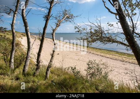 Spiaggia vicino Hedehusum, Utersum, Mare del Nord Isola Foehr Foto Stock