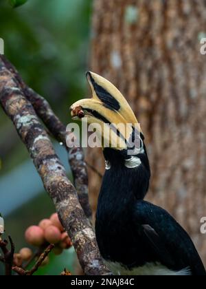 Oroscopo orientale, Anthracoceros albirostris, un uccello bianco e nero che mangia frutta nel Parco Nazionale Khao yai, Thailandia Foto Stock